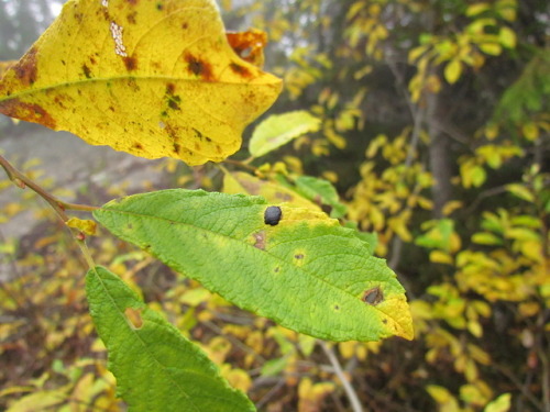 Rhytisma salicinum -fungus causes willow tar spot symptoms on Salix plants.