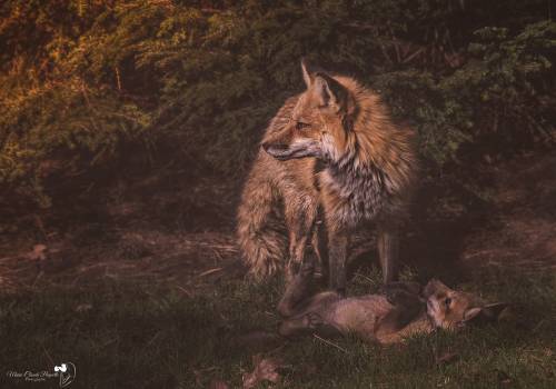 Mother and CubPhoto byMarie-Claude Paquette