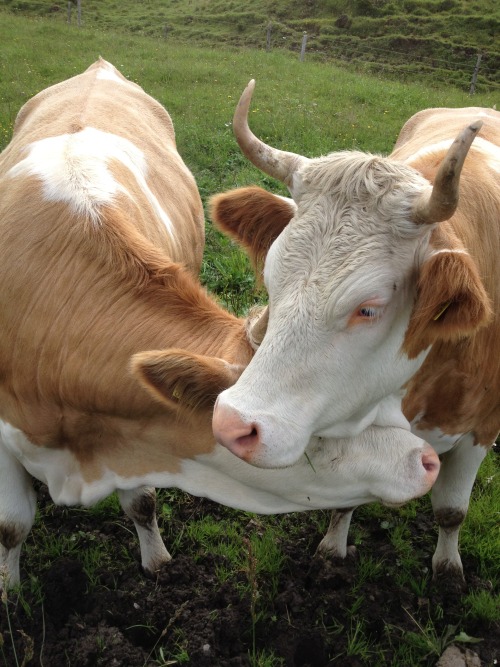 plantyherbivore: I met these two ladies in Switzerland. They were hugging and licking each other, li