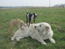 thecollectedstoriesof:  amoying:  lil plops climb big mountain ploop, more at 11  Alright yo Imma make the lil plops climbin the big plops post even cuter. See that big plop? That’s a Great Pyrenees. They make kinda shit pets because they’re so smart