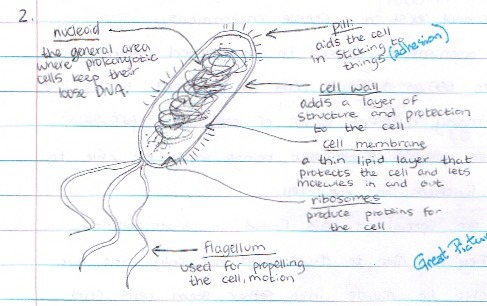 IB DP Biology 1.2 Ultrastructure of cells Question Bank SL 