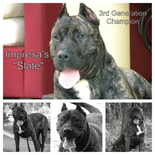 Impresa Kennels Presa Canario Breeders Miami, FL (786) 383-4DOG (4364) See more pics on Facebook Imp