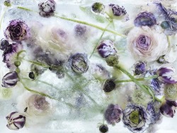 langste:  Locked in the ether project in which Kenji Shibata froze an array of flowers in blocks of ice, temporarily locking the full blooms in all their glory. Then, he let the ice melt and photographed the weepy wilting and thawing process.  