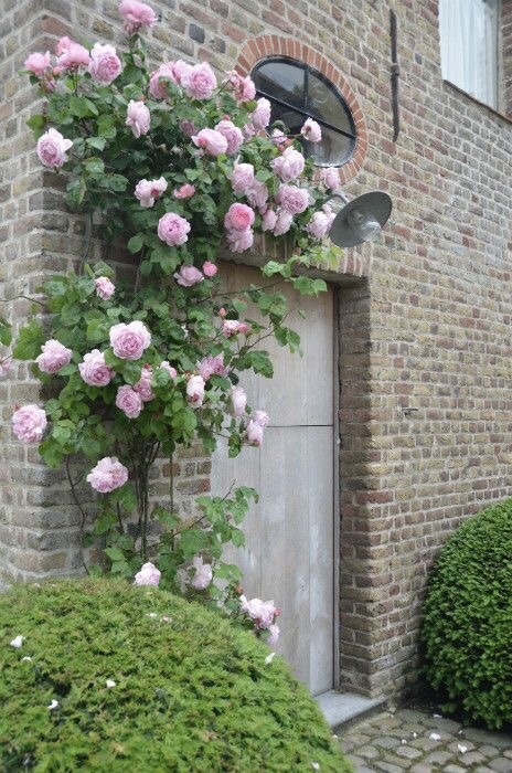 miss-mandy-m:  Pink climbing rose garden inspiration