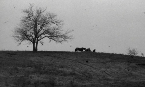 A torinói ló (The Turin Horse, 2011, Béla Tarr and Ágnes Hranitzky)