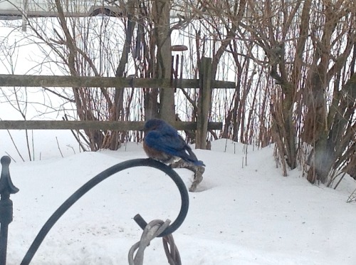 The bluebird of happiness dropped by for a nip at the suet.