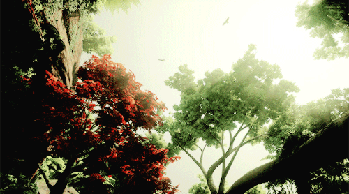 nlghtwlngs:THE ARBOR WILDS