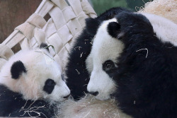 Giantpandaphotos:  Lun Lun Plays With Her Daughter Mei Huan At Zoo Atlanta In Georgia,