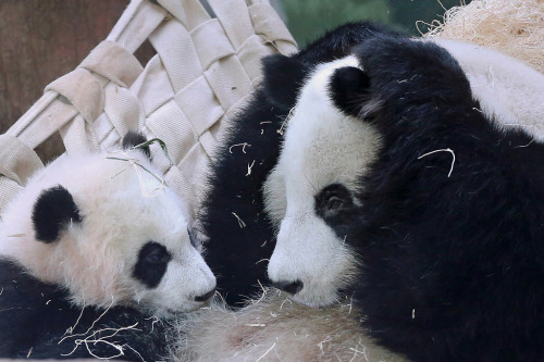 giantpandaphotos:  Lun Lun plays with her daughter Mei Huan at Zoo Atlanta in Georgia, US, on January 26, 2014. © SmileyBears.