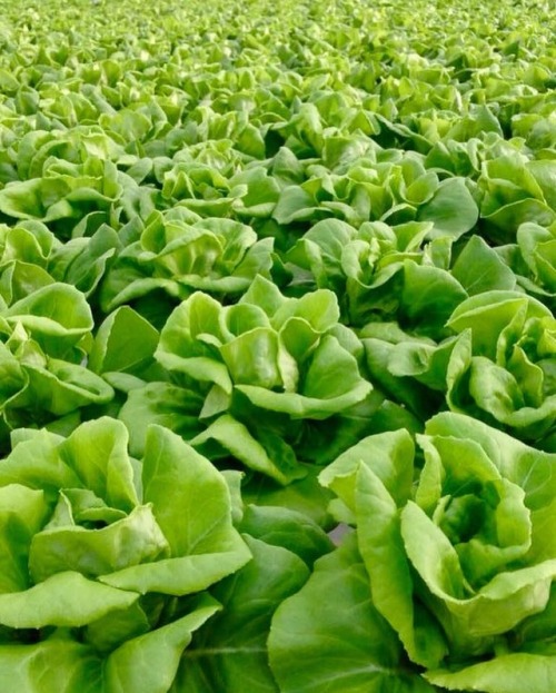 Our Butterhead Lettuce Leaves make the perfect wraps! Treat yourself tonight with Cashew Chicken Let