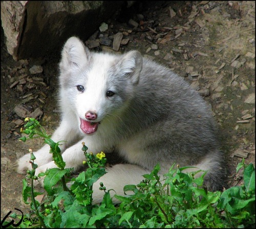 cuteness-daily:  Arctic Fox Appreciation Post!  look at this. this animal is almost universally accepted as what Weiss would be as a faunus. Im dieing omfg