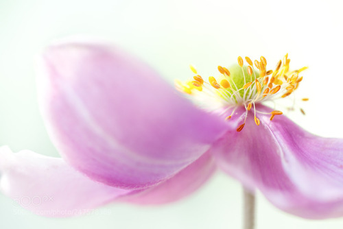 Anemone by MandyDisher