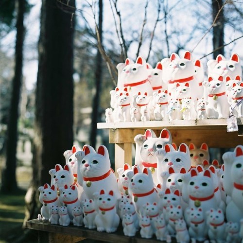 azusaphoto: どの子を撮ったらいいのか迷うほどいてくれました…まねき猫♡