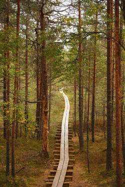 wanderthewood:  Kolga, Harju, Estonia by tarmo888