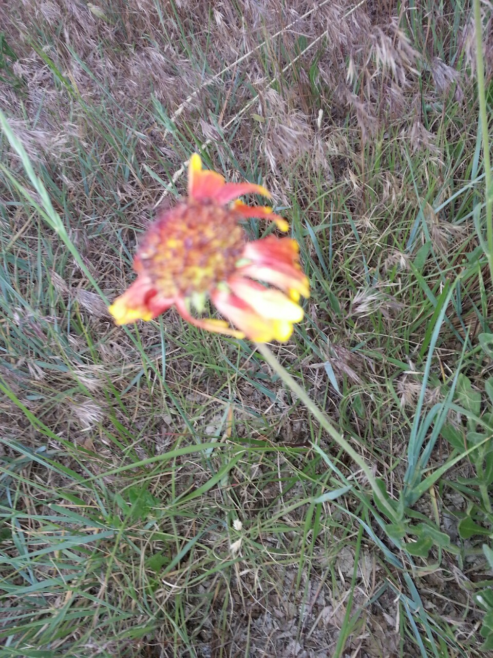 FloWers oF DiscGolf