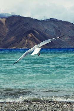 anotic:  160/365 Pangong Lake, Ladakh  |  ✿VishakhaJindal✿ 