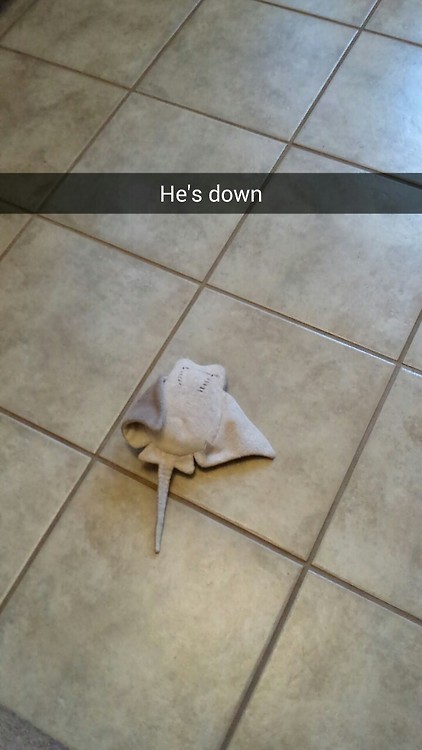 carsatan:  carsatan:  jenovaii:  carsatan:  My sting ray fell out of the chandelier  i don’t even know the context of this but this is the best post i’ve seen in a while      I told my dad that someone reblogged this and he wants it to be known that