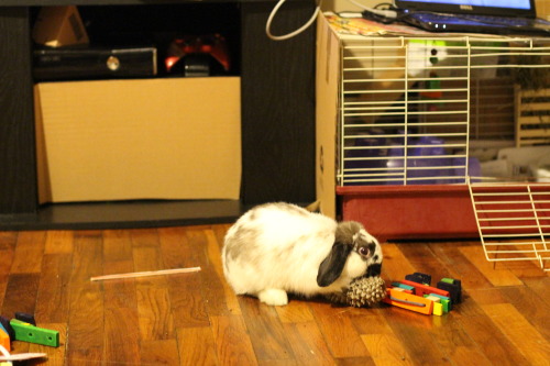 Ive discovered he loves pinecones 