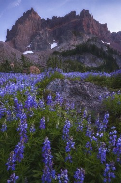 radivs:  Calm Meadow by Trevor O’Hare 