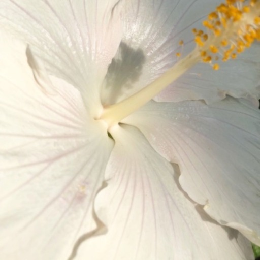 frangipanifragrance:           Flowers by Irving Penn 