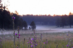 90377: morning meadow by Kate  