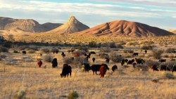 thirtymilesout:  The Circle Ranch-West Texas photo by Chris Gill