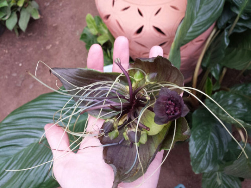 syngoniums: One of the local nurseries just got an order of big, blooming-sized Tacca chantrieri! Al