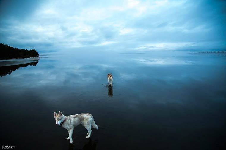 asylum-art:  Two Siberian Huskies on a frozen lakeWhen two Siberian Huskies go for
