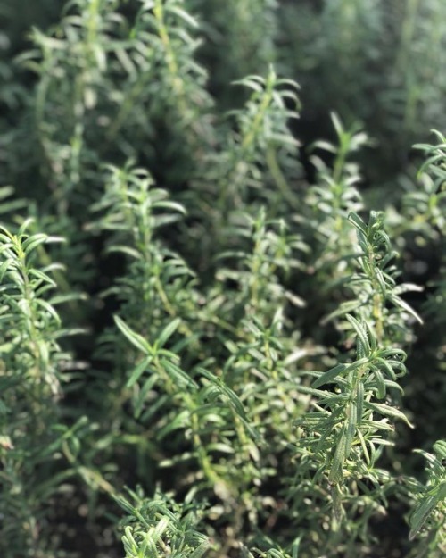 Fresh Rosemary on a rainy day. ☔️