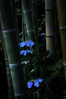 bluepueblo:  Hydrangea, Bamboo Forest, Japan photo via mynameis 