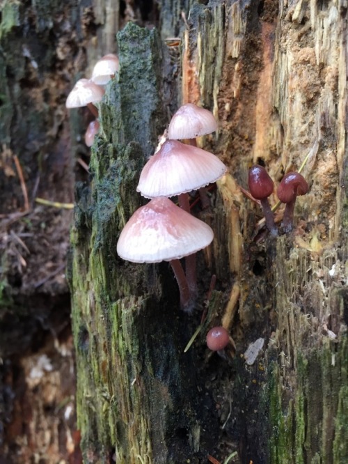 floralwaterwitch:Some super cute fungi in British Columbia