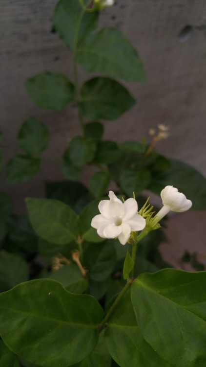 Jasminum sambac is in the olive family Oleaceae. Commonly known as Arabian jasmine, it is native to 