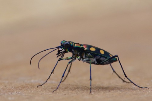 onenicebugperday: Golden-spotted or blue-spotted tiger beetle, Cicindela aurulenta, CarabidaeLi