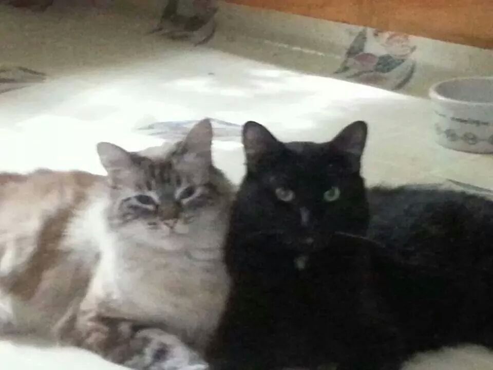 Some monochrome cats of mine I thought you would like. The white one is named Jesus