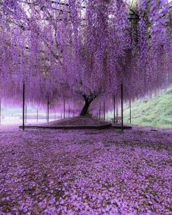 earthunboxed:    Wisteria Tree in Hyogo, Japan | by godive2000