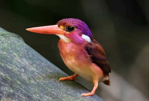 everythingfox:  “After 130 years of evading scientists and photographers, the minuscule and ultra-rare South Philippine dwarf kingfisher has finally been photographed” (via) 