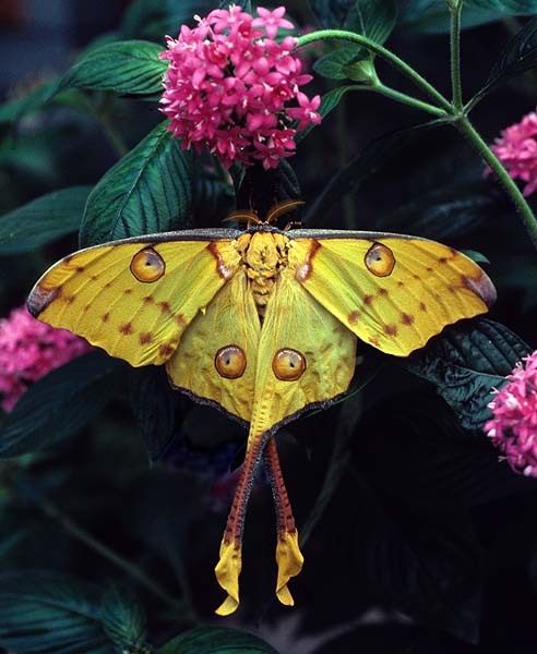 coolthingoftheday:  TOP TEN COOLEST MOTHS1. adult photos