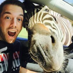 lolfactory:  Got pulled over by a Zebra. Took a Selfie !☆ funny tumblr ☆ MOAR funny pictures