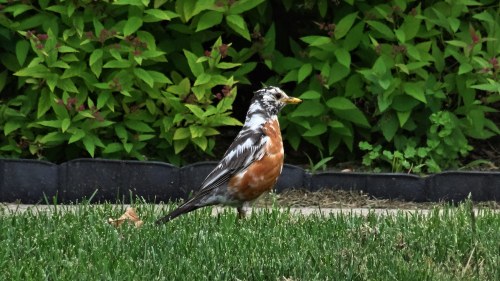quinnred: So my dad snapped a nice photo of this unique fella, a Leucistic American Robin. 