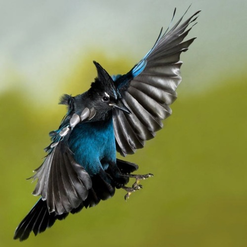 XXX Black and blue beauty (Steller’s Jay) photo