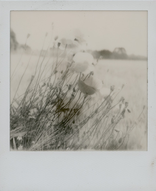 polaroidsandthoughts:poppies/field/light(when you put the wrong film into the camera. i thought it w