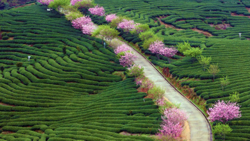 fuckyeahchinesegarden:tea plantation in china