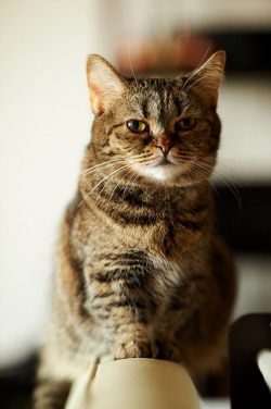 89cats:  untitled by rampx on Flickr.