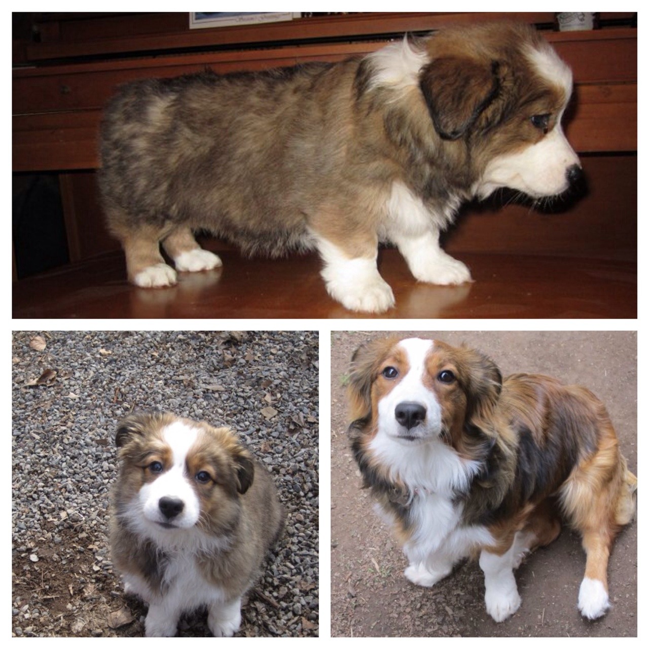 This is my dog Kali.  She looks like a tater tot and I&rsquo;m in love with her.