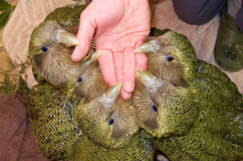 nature-and-biodiversity: The Kakapo (Strigops habroptilus) is one of the world’s most endanger