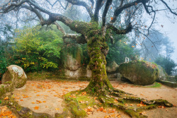 90377:  Tree of the Capuchos by James Mills