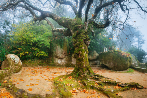 90377:  Tree of the Capuchos by James Mills porn pictures