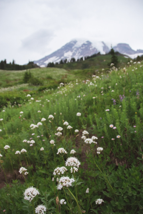 Meadows and Wildflowers