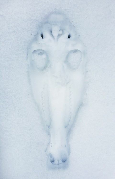 I plopped this boy into the snow and he left a lovely imprint!