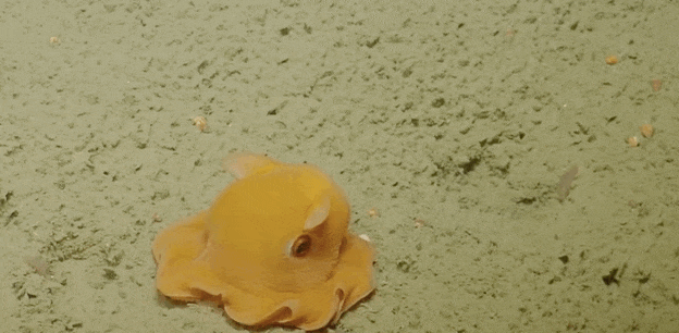 ditadahmer:  happiness-in-reznor:  sleepisforlovers:  sariwabuko:  dodosite:  Shy Octopus Turns Serious Scientists Into Total Softies If you’ve never heard scientists awwww at an octopus before, here’s your chance.  i love her  lil egg yolk  Awwwww